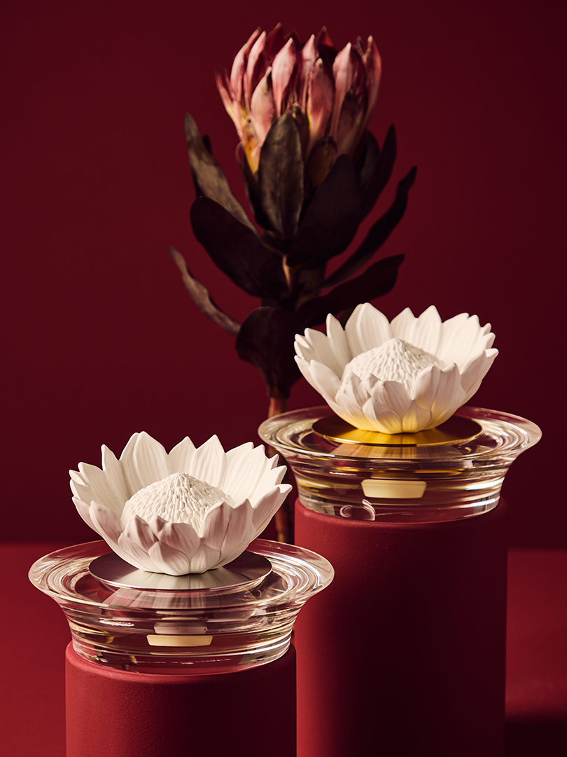 Protea Prata
